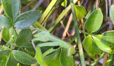 Welches Tier krabbelt da durch meinen Garten?