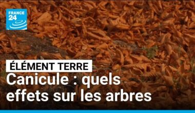 Canicule et sécheresse en France : quelles conséquences pour les arbres ? • FRANCE 24