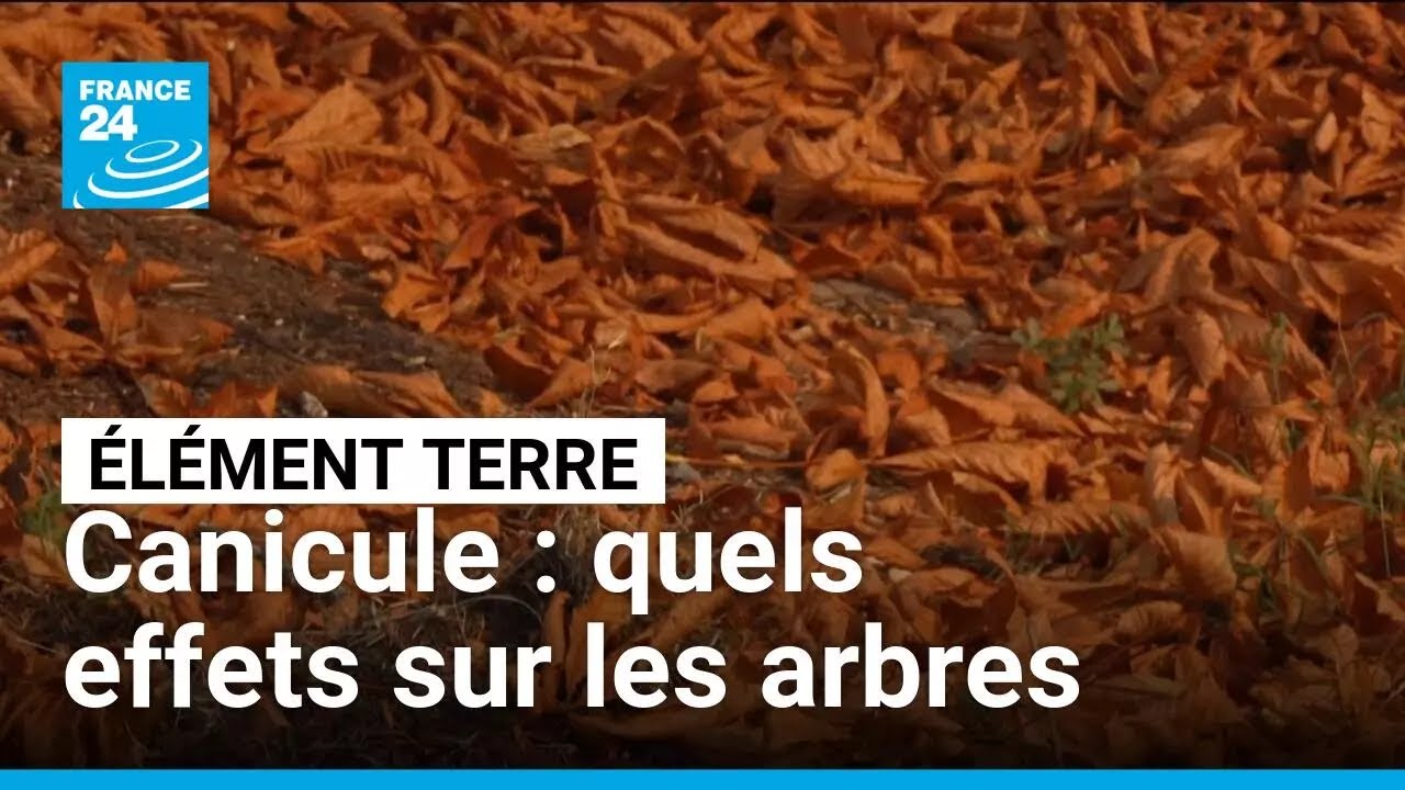Canicule et sécheresse en France : quelles conséquences pour les arbres ? • FRANCE 24