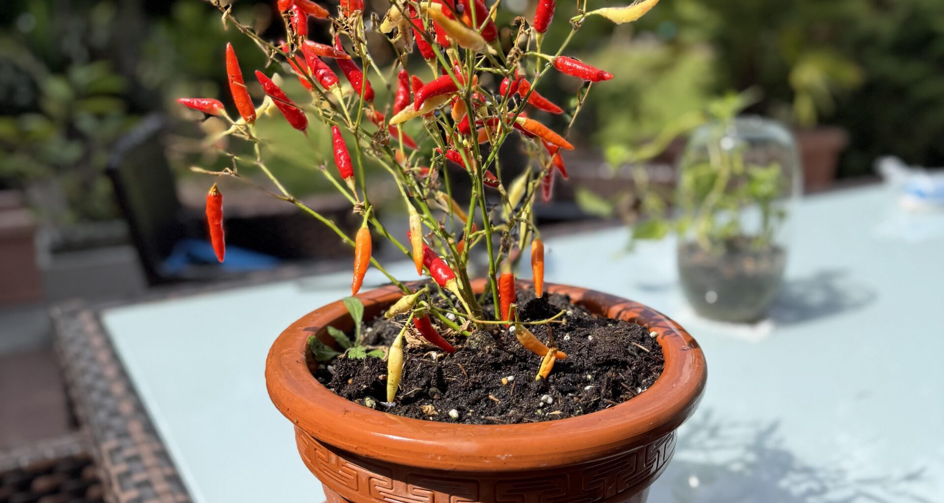 Chili Pflanze aus der Toskana mitgebracht. Weiteres Vorgehen?