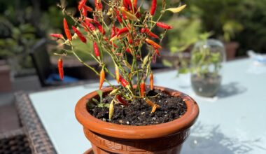 Chili Pflanze aus der Toskana mitgebracht. Weiteres Vorgehen?