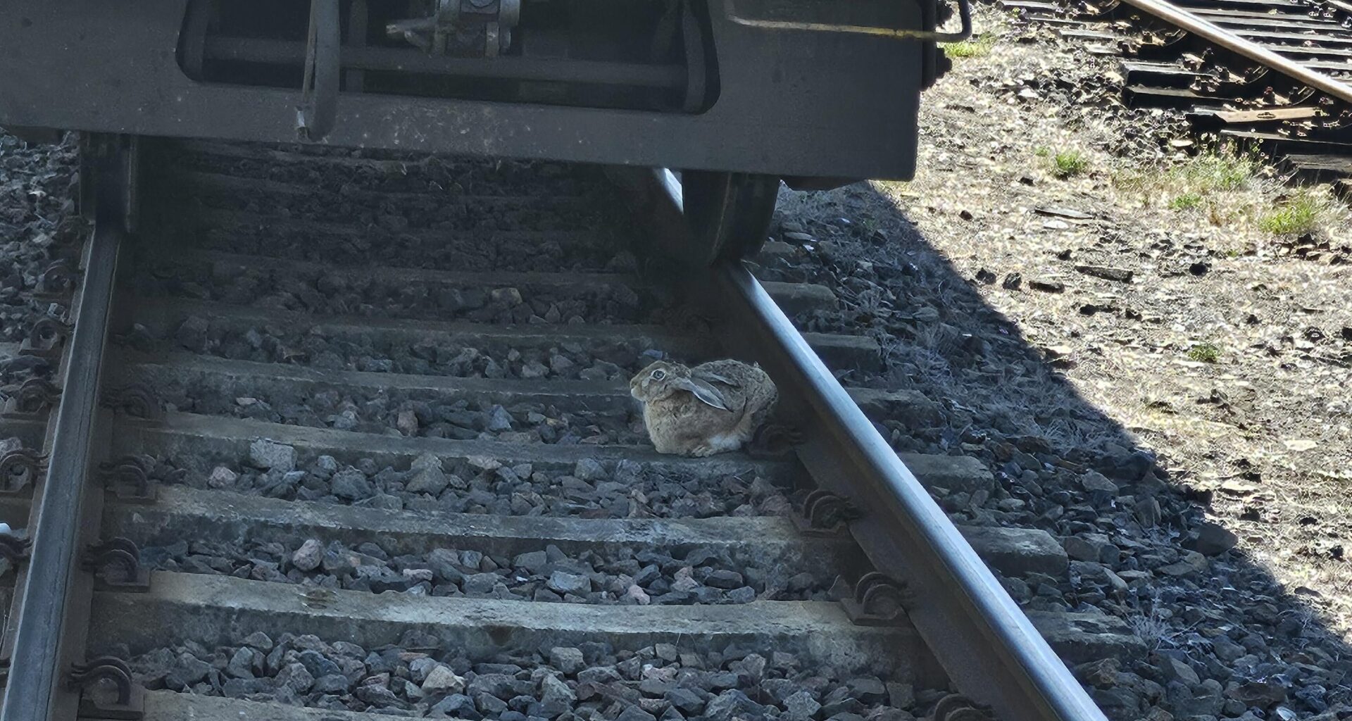 Und täglich grüßt der Mümmelmann