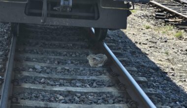 Und täglich grüßt der Mümmelmann