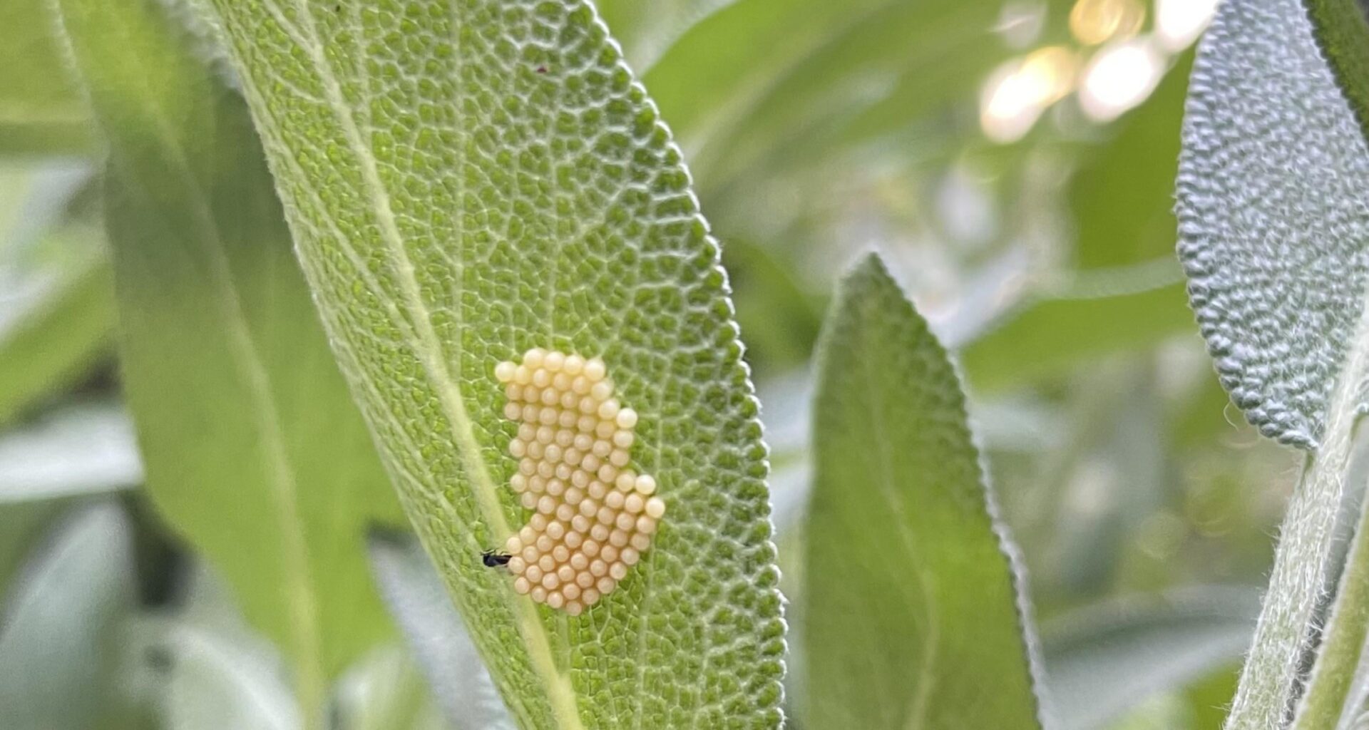 Von welchem Insekt stammen diese Eier?