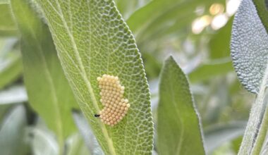 Von welchem Insekt stammen diese Eier?