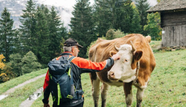 Hiker's Guide to Grindelwald, Switzerland | 7 Best Trials for All Levels