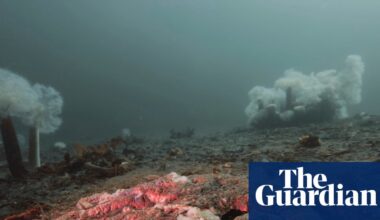 A decade long mystery - why were billions of starfish turned to goo? | Science