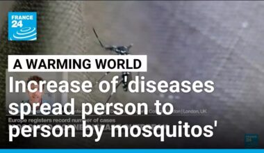 Mosquito-borne diseases: 'As world warms, parasites, diseases and viruses become more transmissible'