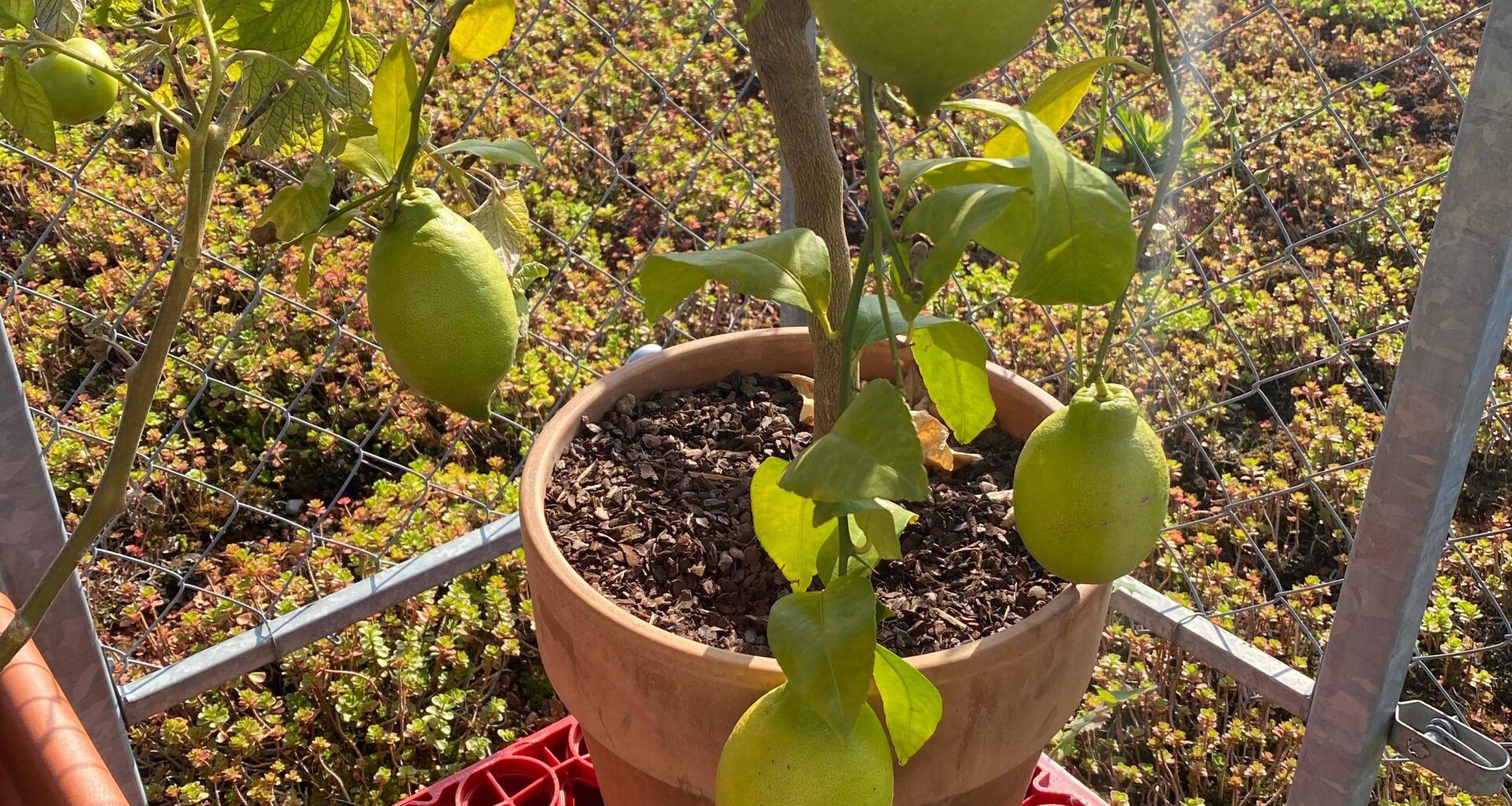 Wann Zitronen ernten?