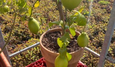 Wann Zitronen ernten?
