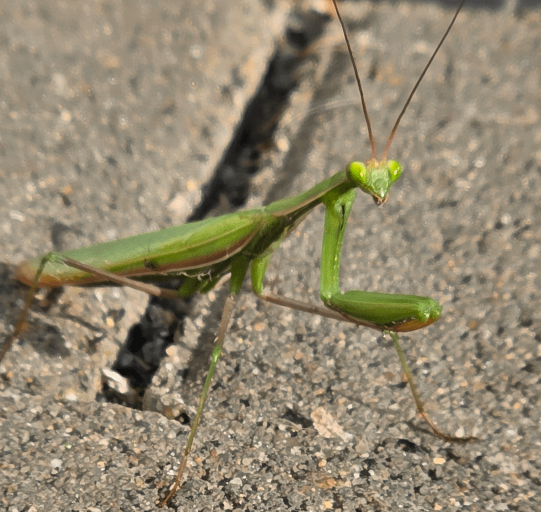 Meine erste Begegnung mit einer Gottesanbeterin. Direkt vor der Tür vom Zahnarzt. Hab sie da weg genommen, damit sie nicht platt gemacht wird.
