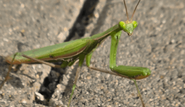 Meine erste Begegnung mit einer Gottesanbeterin. Direkt vor der Tür vom Zahnarzt. Hab sie da weg genommen, damit sie nicht platt gemacht wird.