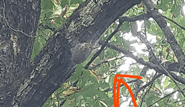 Spinnenweben an Eiche gefunden...