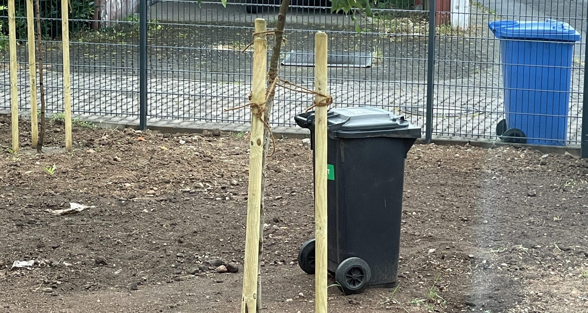 Frisch gesetzter Baum / Baumstamm krumm