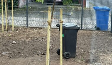 Frisch gesetzter Baum / Baumstamm krumm