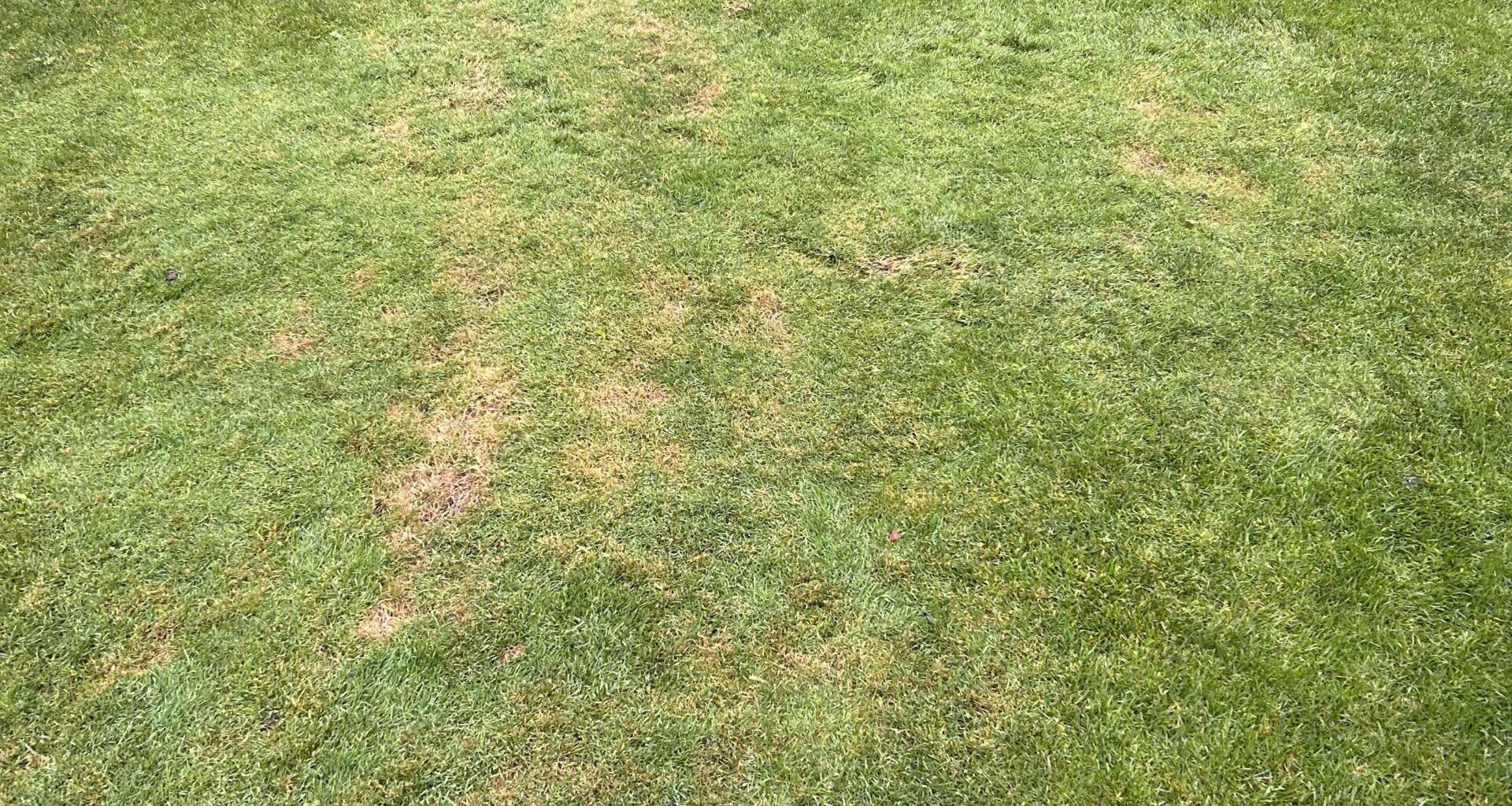 Rasen wird hell, unnatürlich und lässt sich mit Hand abziehen