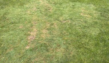 Rasen wird hell, unnatürlich und lässt sich mit Hand abziehen