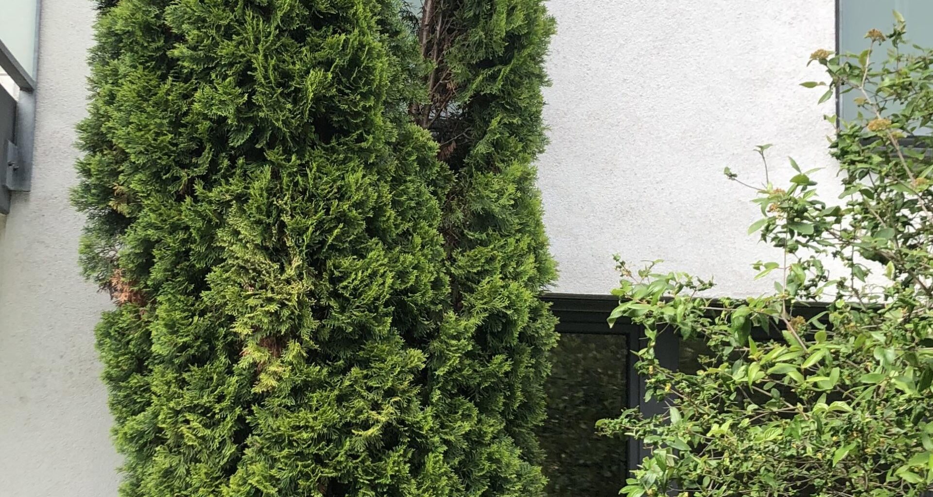 Thuja zurückschneiden?