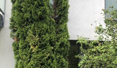 Thuja zurückschneiden?