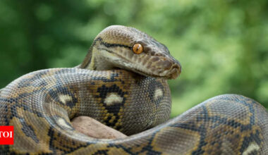 Why Burmese Python poop contains no bones and what it means for science |