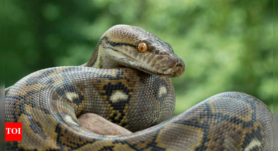 Why Burmese Python poop contains no bones and what it means for science |