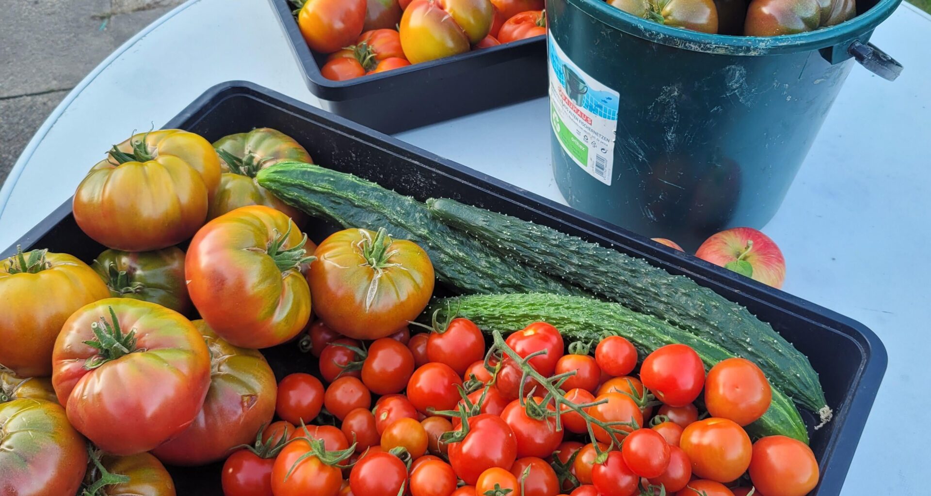 Kleine Tomatenernte 🍅