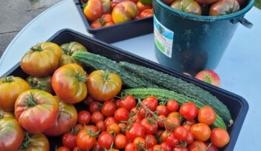 Kleine Tomatenernte 🍅