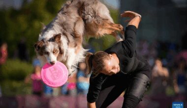 20th "Flying Dogs" frisbee competition held in Warsaw, Poland-Xinhua