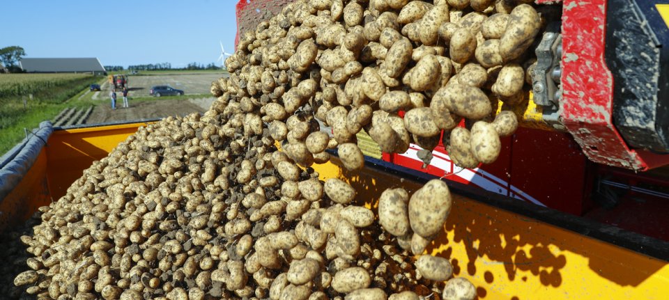 Aardappeloogst in België valt 5 procent kleiner uit dan verwacht