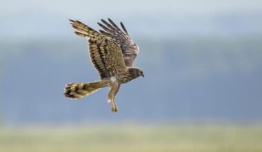 Montagu’s harriers breed for first time in the UK in years