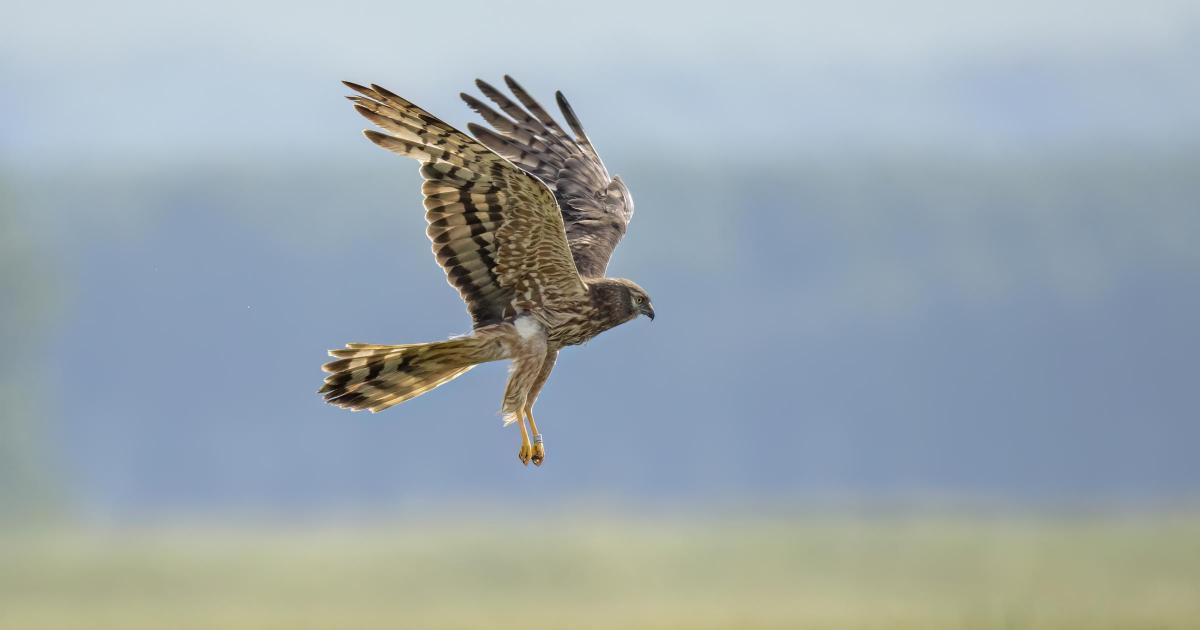 Montagu’s harriers breed for first time in the UK in years