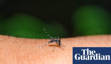 Rise in dengue fever outbreaks across the Pacific driven by the climate crisis, experts say | Pacific islands