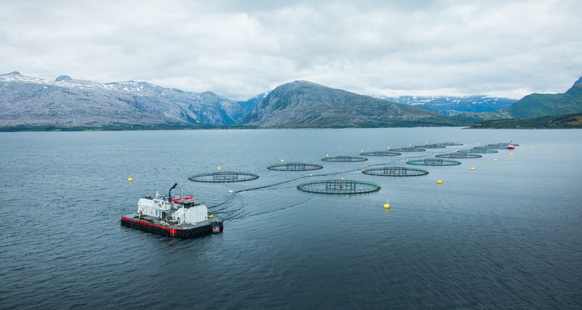 Norway salmon spot prices lift marginally, Scottish steady, Chilean soften