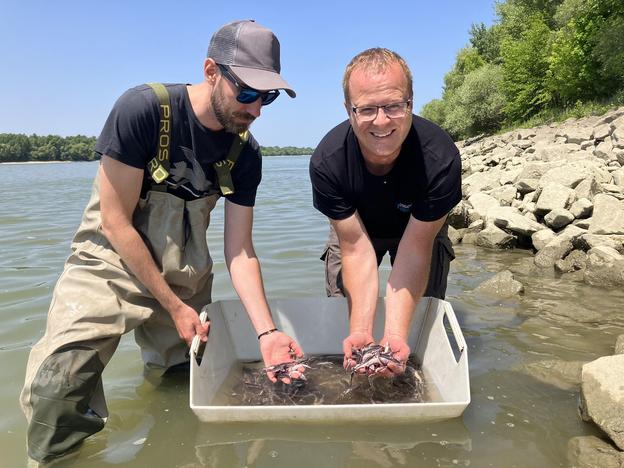 Bořek Drozd from the University of South Bohemia in České Budějovice, right, is releasing the sterlets.