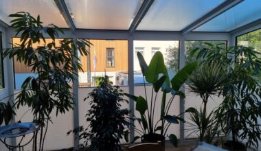 Befallene Zimmerpflanzen