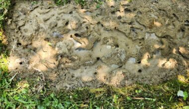 Ameisen, Mama Blindschleiche und baby Blindschleiche beim rasten gestört.