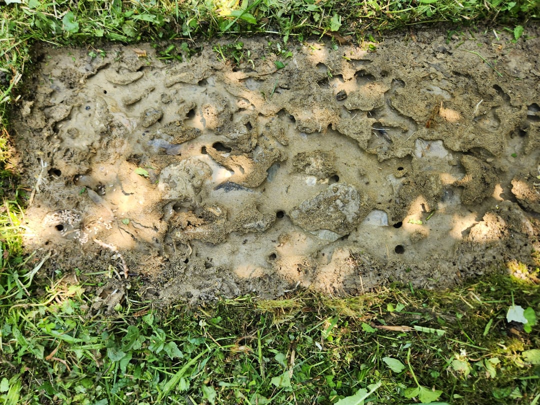 Ameisen, Mama Blindschleiche und baby Blindschleiche beim rasten gestört.