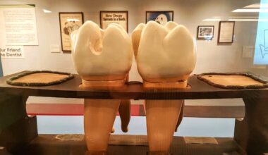 Science: Our tooth nerves also serve as tooth protectors