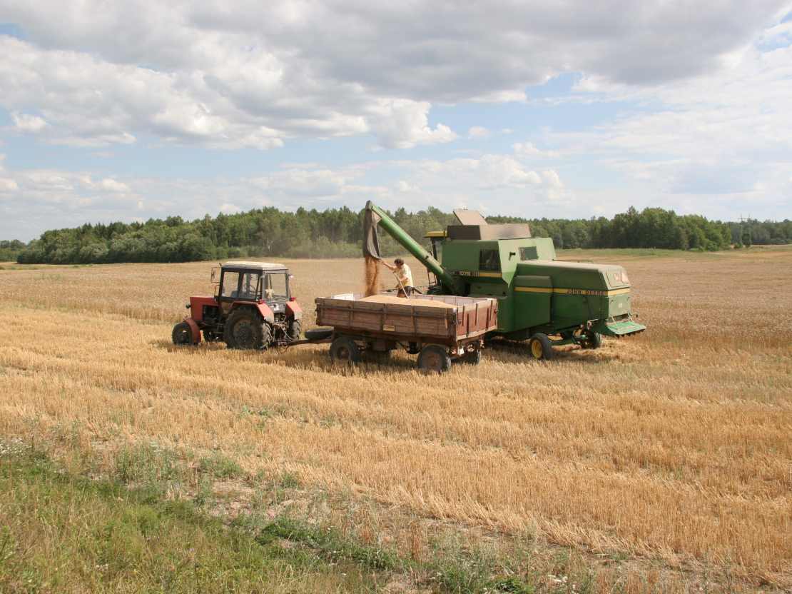 Vietām Latvijā sākusies agro ziemas kviešu kulšana