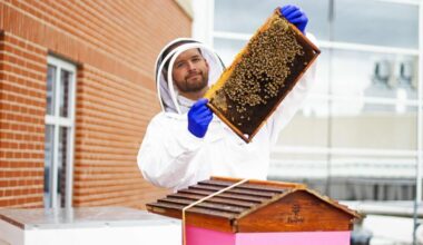 Honey bee deaths rise in Canada despite reduced antibiotic use