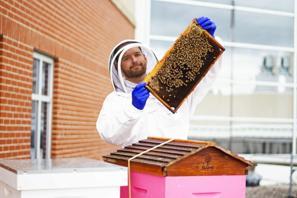 Honey bee deaths rise in Canada despite reduced antibiotic use