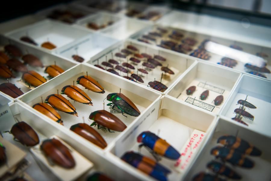 Australia opens facility to protect 13 mln biodiversity specimens-Xinhua
