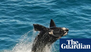 Bumper whale calving season a ‘sign of hope’ for South Australia’s oceans | Environment