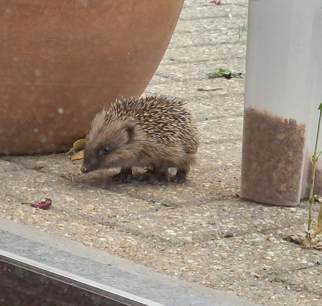 Kleiner Igel tagsüber unterwegs