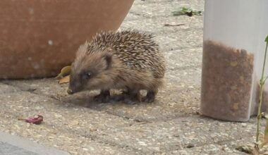 Kleiner Igel tagsüber unterwegs