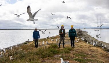 Are California Gulls Native or Invasive to the Bay Area? Maybe Both