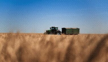 Romania and Bulgaria Assume Benchmark Role for Black Sea Wheat Trading