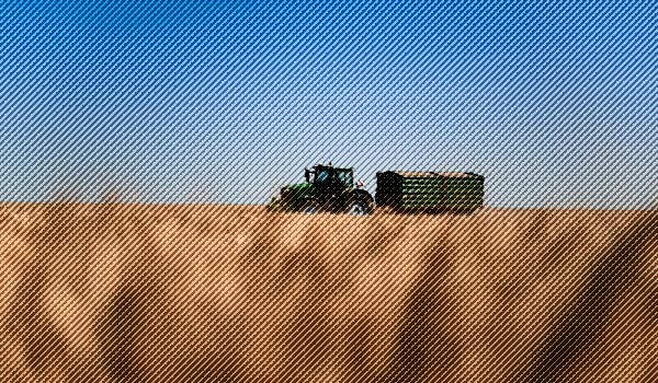 Romania and Bulgaria Assume Benchmark Role for Black Sea Wheat Trading