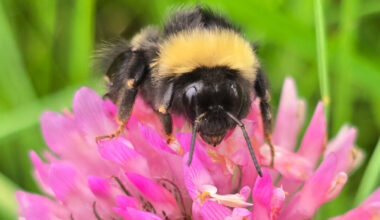 Will there be more bumblebees in Norway?