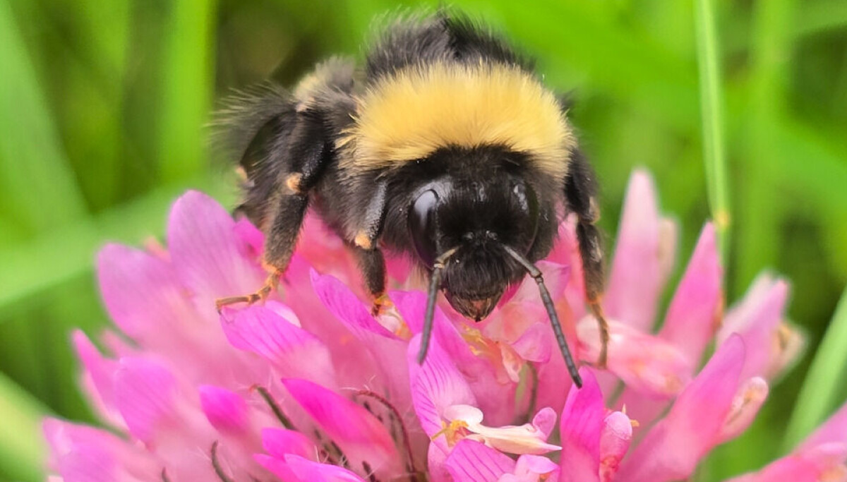 Will there be more bumblebees in Norway?